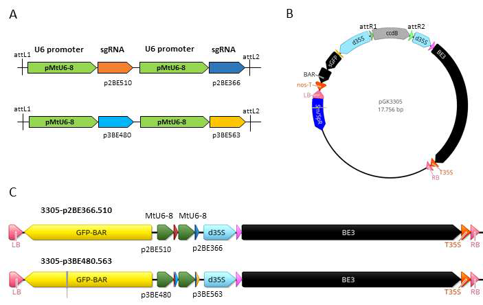 MtP5CS2/3 유전자 단일염기편집을 위한 벡터 제작 A. MtP5CS2 유전자의 2곳을 표적하는 U6-sgRNA p2BE510과 p2BE366을 연결 것(p2BE366.510)과, MtP5CS3 유전자 표적 U6-sgRNA p3BE480과 p3BE563을 연결한 Gateway entry plasmid(p3BE480.563)의 구조 B. 단일염기편집을 위한 식물형질전환 벡터 pGK3305의 지도. Doubled 35S 프로모터를 이용한 BE3(APOBEC1:Cas9n:UGI:NLS) 발현 카세트와 gRNA 발현 카세트를 재조합하기 위한 Gateway cassette (ccdB), 식물 선발을 위한 GFP:BAR fusion 마커를 보유함 C. pGK3305에 p2BE366.510와 p3BE480.563을 재조합한 식물체 발현 재조합 벡터의 T-DNA 구조.