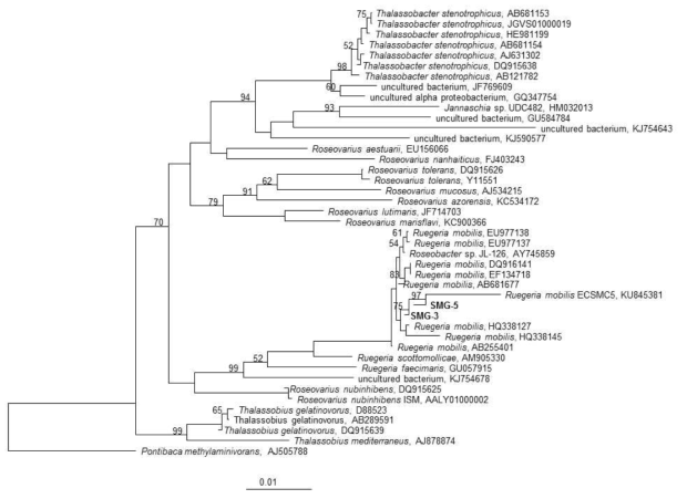 균주 SMG-3, -5에 대한 neighbor-joining 계통수(phylogenetic tree). Jukes-Cantor distance correction 모형 적용. 노드(node) 앞의 수치는 부트스트랩(bootstrapping) 1000회의 평균치임. outgroup으로 Pontibaca methylaminivorans(Accession no. AJ505788) 균주를 사용