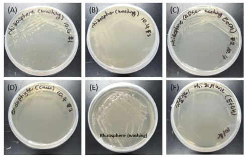 칠면초(A, B, C, D)와 갯질경이(E, F)로부터 분리된 대표적 몇 균주. (A, B) 칠면초근권 세균, (C) 칠면초 근면 세균, (D) 칠면초 내생세균(생장 없음), (E) 갯질경이 근권 세균, (F) 갯질경이 근면 세균