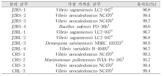 칠면초(II)와 갯질경이 근권 및 근면 분리 균주 16S rRNA 유전자 유사도