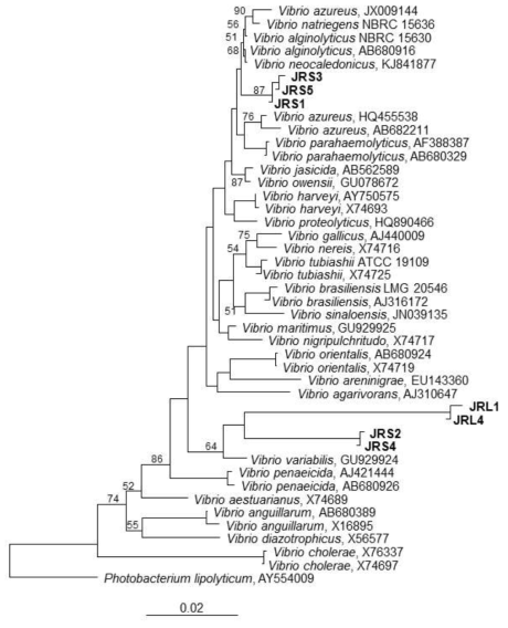 균주 JRS-1, -2, -3, -4, -5, JRL-1, -4에 대한 neighbor-joining 계통수(phylogenetic tree). Jukes-Cantor distance correction 모형 적용. 노드(node) 앞의 수치는 부트스트랩(bootstrapping) 1000회의 평균치임. outgroup으로 Photobacterium lipolyticum(Accession no. AY554009) 균주를 사용