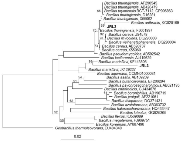 균주 JRL-2, -3에 대한 neighbor-joining 계통수(phylogenetic tree). Jukes-Cantor distance correction 모형 적용. 노드(node) 앞의 수치는 부트스트랩(bootstrapping) 1000회의 평균치임. outgroup으로 Geobacillus thermoleovorans(Accession no. EU484348) 균주를 사용