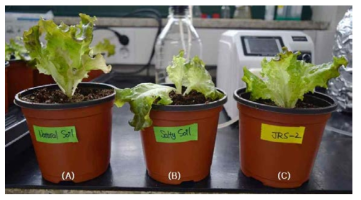 상추 모종 재배: (A) 상토, (B) 상토+NaCl, (C) 상토+NaCl+미생물(JRS-2)