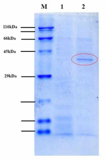 균주 JRL-3의 NaCl 유무에서 배양에 의한 총 단백질(whole cell lysates) 10% running gel. M: 단백질 marker, Lane 1: NaCl 비추가 환경에서 JRL-3 단백질, Lane 2: NaCl 추가(4%) 환경에서 JRL-3 단백질