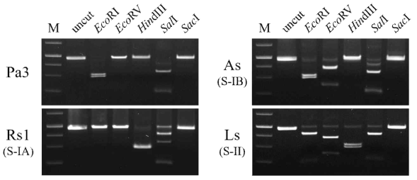 RT-PCR 검정 산물의 RFLP 결과