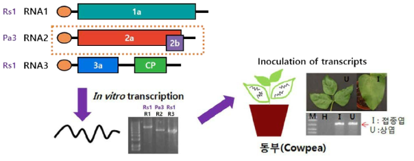 CMV 감염성 클론을 활용한 식물체 내 감염시스템(In vitro transcription system)구축