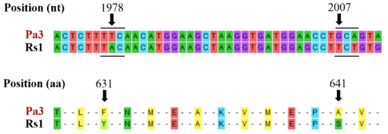 CMV-Pa3와 CMV-Rs1의 RNA2 염기서열 및 아미노산 서열 비교
