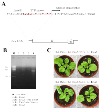 T7 promoter를 활용한 in vitro transcription system(A), 시험관내 CMV의 점돌연변이 클론의 전사체(B), 점돌연변이 전사체를 접종한 N. benthamiana에서의 감염성 확인(C)