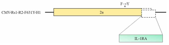CMV 돌연변이체를 활용한 유용 단백질(IL-1ra) 생산 벡터 제작