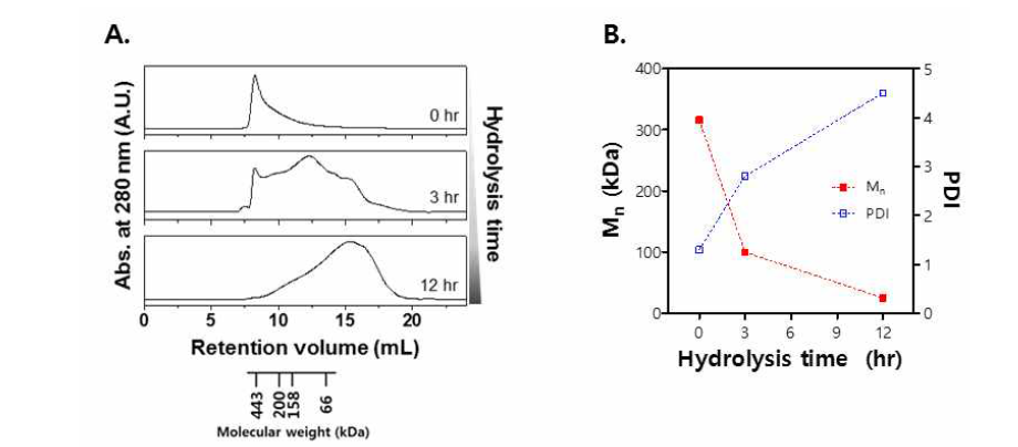 알칼리 가수분해 시간에 따른 실크 피브로인 분자량의 변화. (A) 젤여과크로마토그래피 결과. (B) 수평균 분자량 및 분자량분포 변화