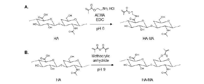 히알루론산-메타아크릴레이트 유도체 합성. (A) AEMA를 이용한 HA-MA 합성. (B) 메타크릴산 무수물을 이용한 HA-MA 합성