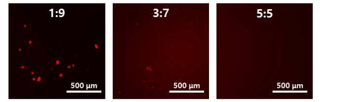 SF-rho/HA 혼합 용액의 형광 현미경 이미지(용액 부피비: SF-rho:HA = 1:9, 3:7,5:5)