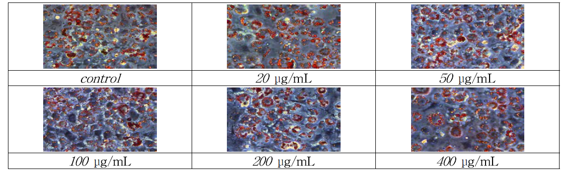 Representative images of Oil Red O staining in 25℃ water extract of blue honeysuckle