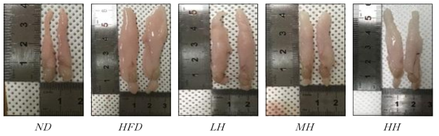 Epididymal adipose tissue of mice fed experimental diets for 12 weeks
