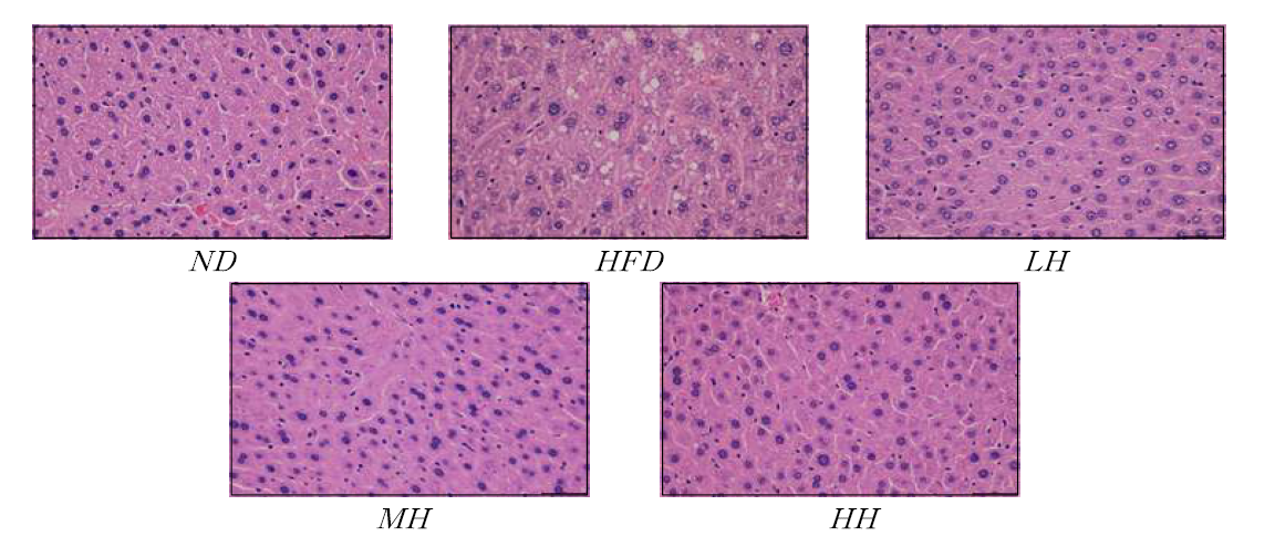 H&E staining of liver tissue of mice fed experimental diets for 12 weeks (400X)
