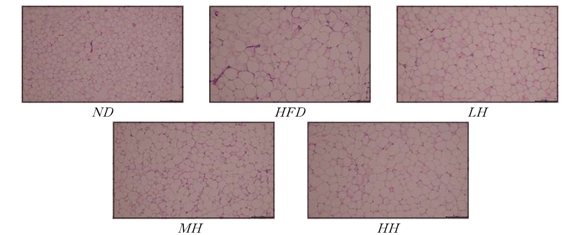 H&E staining of adipose tissue of mice fed experimental diets for 12 weeks (100X)