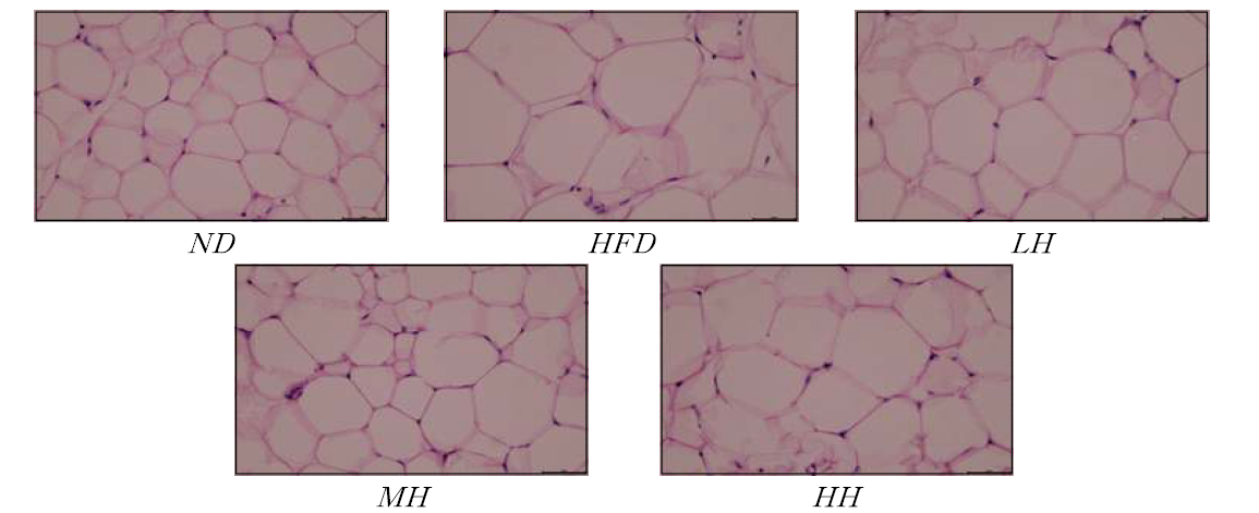 H&E staining of adipose tissue of mice fed experimental diets for 12 weeks (400X)