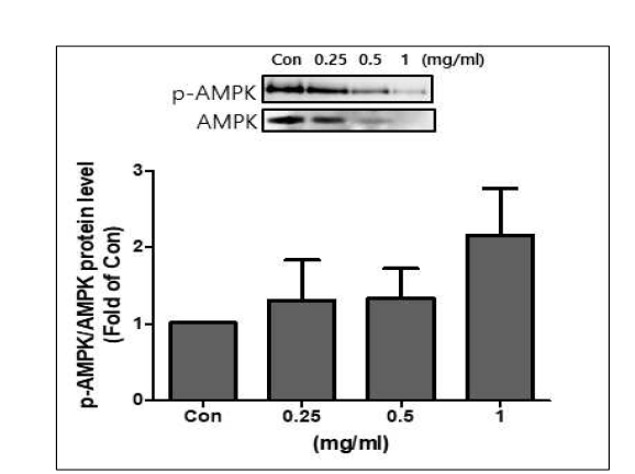 Protein level AMPK by treatment of bue honeysuckle extract in 3T3-L1 adipocytes