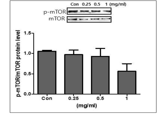 Protein level of mTOR by treatment of bue honeysuckle extract in 3T3-L1 adipocytes