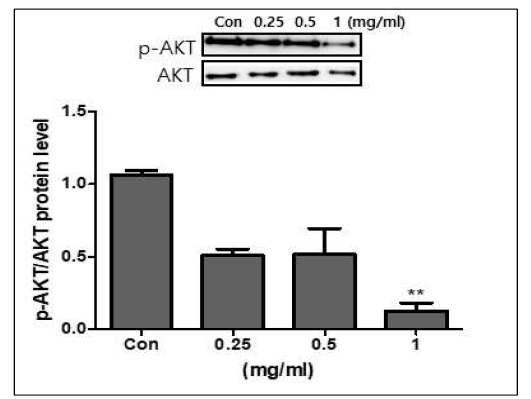 Protein level of Akt by treatment of bue honeysuckle extract in 3T3-L1 adipocytes