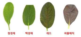 초분광 측정실험에 활용된 청경채 4품종 잎 사진