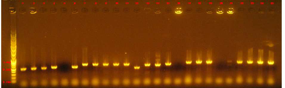 Target gene primer nifH를 사용하여 실시한 PCR 활성 test