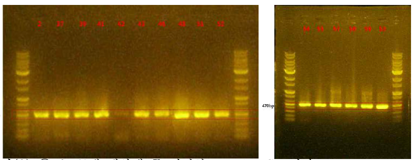 60개 배양액 중 선정한 sample PCR 결과