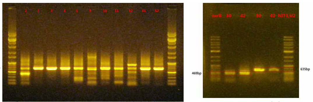 Nitrite oxidizing bacteria 생장확인을 위한 primer NIT3, nxrB 증폭 결과