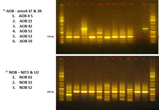 Target gene primer를 사용하여 실시한 PCR 활성 test