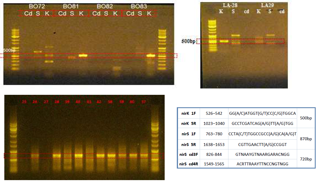 Target gene primer (nirK & nirS & cd)를 사용하여 실시한 PCR 활성 test