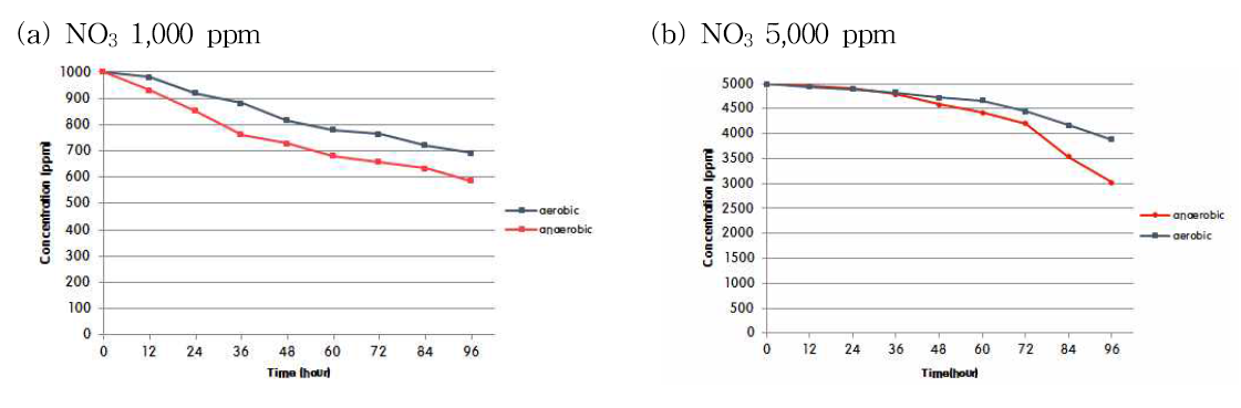 호기조건과 혐기조건 배양에서 Sinorhodobacter sp. BO-81의 질산염 농도별 제거율 비교