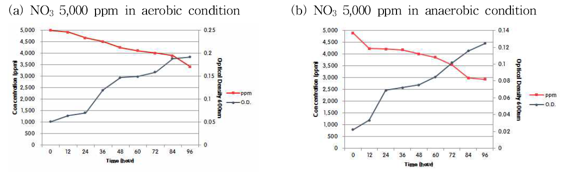 호기조건과 혐기조건 배양에서 Mesorhizobium sp. LA-28의 5,000ppm 농도에서 질산염 제거율 및 생장율 조사