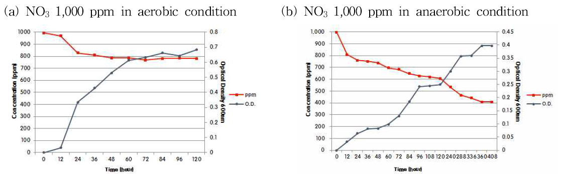 호기조건과 혐기조건 배양에서 Simplicispira sp. NY-02의 1,000ppm 농도에서 질산염 제거율 및 생장율 조사