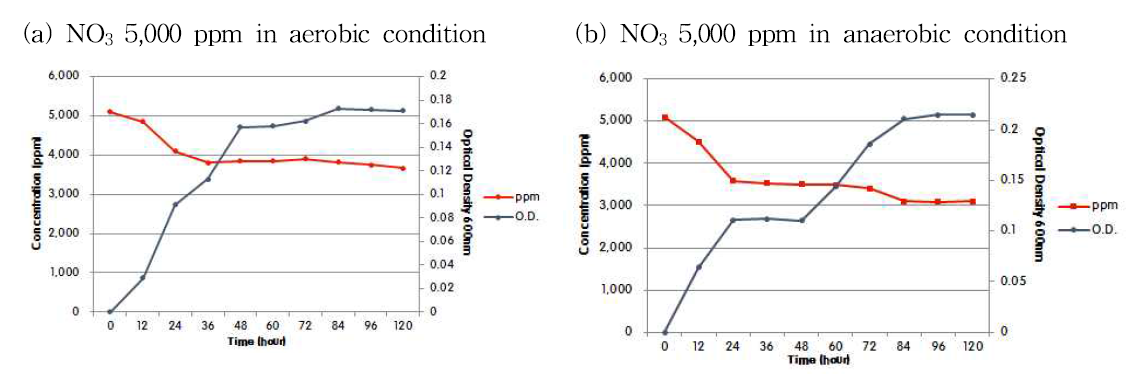 호기조건과 혐기조건 배양에서 Simplicispira sp. NY-02의 5,000ppm 농도에서 질산염 제거율 및 생장율 조사