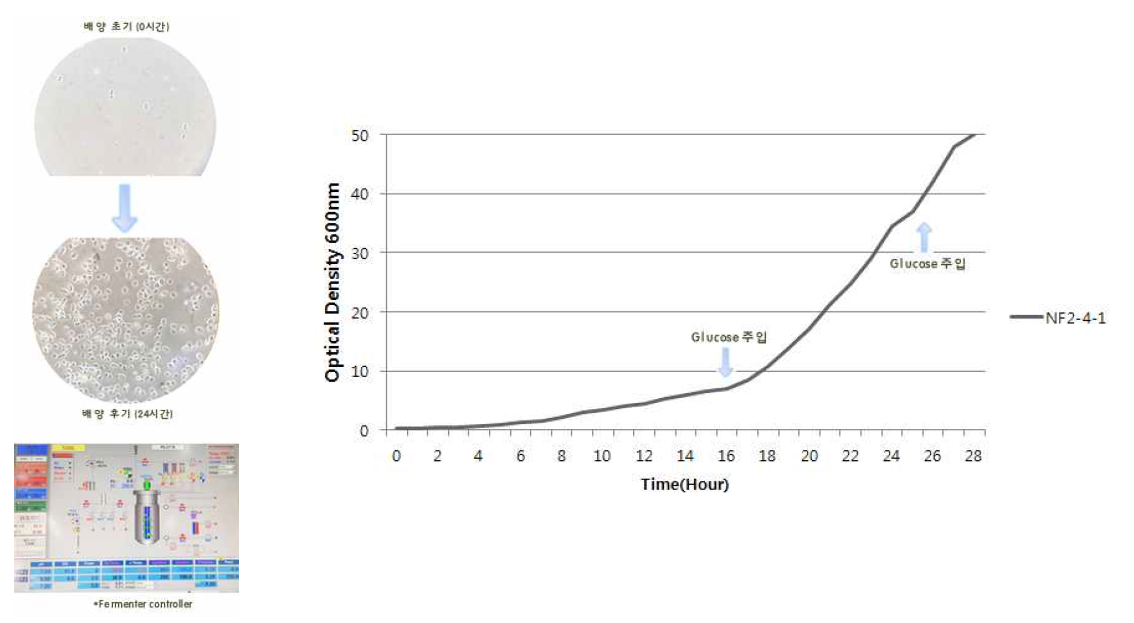 300L fermenter를 이용하여 glucose feeding 등 최적조건으로 배양한 질소고정균