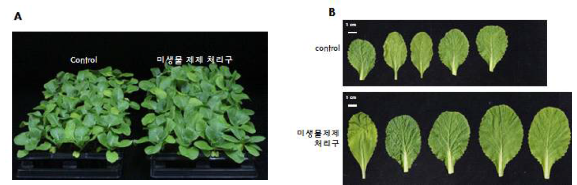 4주 동안 생육시킨 배추의 대조구와 처리구의 생육 차이와 대표치가 되는 배추의 잎의 크기를 비교