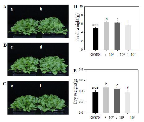 미생물 제제 농도(107~109)에 따른 생육 차이 비교. a, 대조군; b, 농도별 처리구