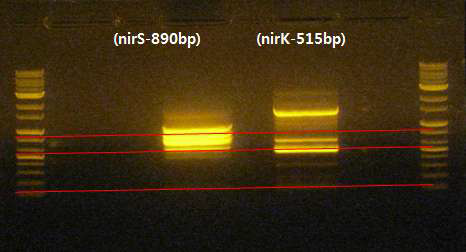 다중 band가 형성된 sample의 gel extraction