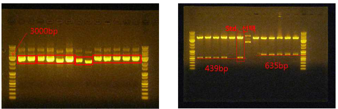 다중 band가 형성된 sample의 gel extraction