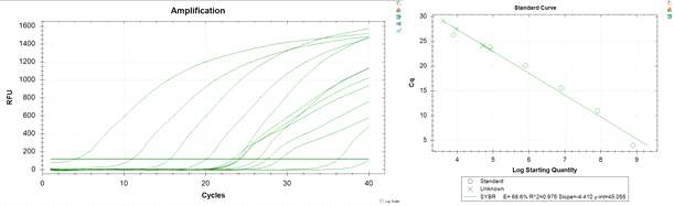 NOB standard & enrichment gDNA의 RT-PCR 정량 분석