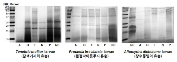 Effects of five different proteases on SDS-PAGE profiles of larvae protein hydrolysates. NE, no enzyme; A, alcalase; B, bromelain; F, flavourzyme; N, neutrase; P,papain