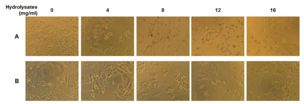 Effects of the flavourzyme hydrolysates from Tenebrio molitor larvae (A) or the alcalase hydrolysates from P rotaetia brevitarsis larvae (B) on H460 cell morphology. Cells were treated with various concentrations of protein hydrolysates for 24h, and cells were photographed at visible light (x200)