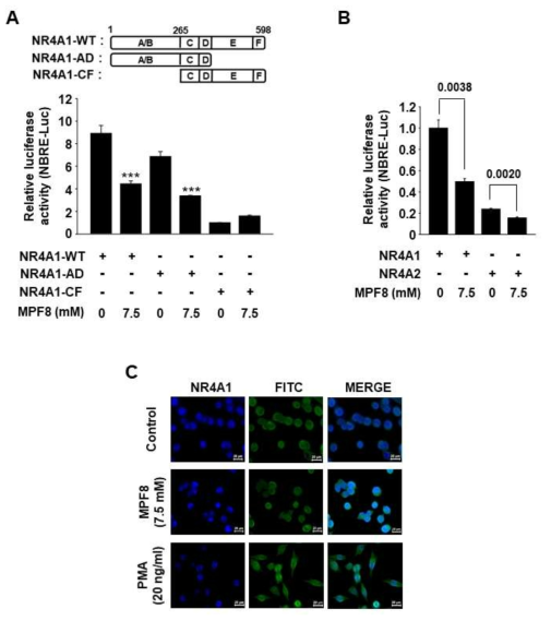 Inhibitory mechanisms of MPF8 on NR4A1 transactivity. A and B, NBRE-Luc (25 ng) was cotransfected with 12.5 ng of each Flag-NR4A1-WT (wild type), Flag-NR4A1-AD (AD domain deletion mutant), Flag-NR4A1-CF (CF domain deletion mutant), or Flag-NR4A2 into MiaPaCa-2 cells for 5 h, and treated with indicated concentrations of each peptide for 18 h. Luciferase activity (relative β-galactosidase) was determined and the results are presented as means±SE (n≥3). ***P <0.005 vs. control. C, Subcellular localizaton of NR4A1. MiaPaCa-2 cells were treated with MPF8 or PMA for 6h, and endogenous NR4A1 was stained with anti-rabbit IgG conjugated to Alexa Fluor 488. Nuclei were counterstained with DAPI, and PMA was used as a positive control for inducing nuclear export of NR4A1