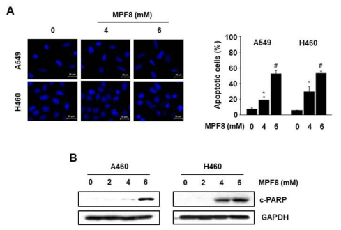 MPF8 induces apoptosis in lung cancer cells. A, Cells were treated with different concentrations of MPF8 for 24 h, and then the cells were fixed and stained with DAPI. Fluorescence microscopy images (left, 400x) and percentage of apoptotic cells on total cell number (right). *P<0.05 and #P<0.001 vs. control. B, Cells were treated with different concentrations of MPF8 for 24 h, and whole-cell lysates were analysed by western blot analysis
