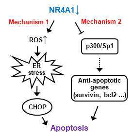 Schematic diagram illustrating two known mechanisms of nuclear NR4A1-mediated apoptosis
