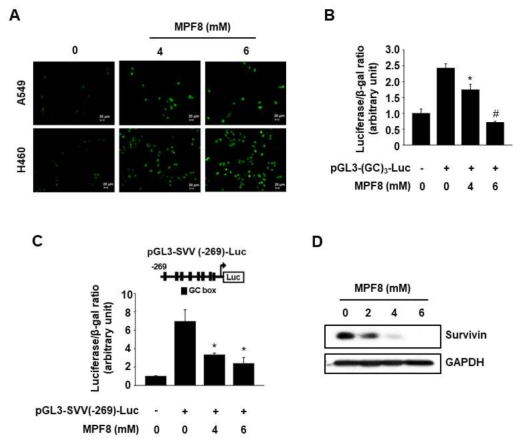 Effects of MPF8 on ROS production, Sp1-dependent transactivation, and survivin expression in lung cancer cells. A, Cells were treated with different concentrations of MPF8 for 12 h and intracellular ROS level was determined using DCF-DA assay in fluorescence microscopy (100x). B and C, H460 cells were transfected with 25 ng of pGL3-(GC)3-Luc or pGL3-SVV(-269)-Luc for 5 h and then treated with MPF8 for 18 h. Luciferase activity (relative β-galactosidase) was determined. *P <0.05 and #P <0.001 vs. control. D, H460 cells were treated with different concentrations of MPF8 for 24 h, and whole-cell lysates were analysed by western blot analysis. GAPDH was used as a loading control