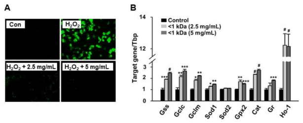 Effects of mealworm-alcalase hydrolysate (MW<1 kDa) on H2O2–induced ROS production and mRNA expression of antioxidant-related genes in AML-12 cells. A, Intracellular ROS production. After 24 h treatment with different concentrations of the hydrolysate, the media were replaced with new media containing H2O2 (7 mM) and the cells were incubated for another 1 h. B, Cells were treated with the hydrolysate for 18 h, and mRNA expression levels were determined by qPCR. Tbp was used as an internal control and the results are presented as mean±SE (n≥3). *P <0.05, **P <0.01, ***P <0.005, and #P <0.001 vs. control