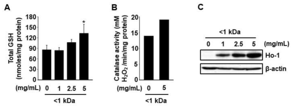 Effects of mealworm-alcalase hydrolysate (MW<1 kDa) on total GSH content, catalase activity, and HO-1 protein expression in AML-12 cells. A and B, Cells were treated with the hydrolysate for 24 h, and total GSH content and catalase activity were measured. C, Whole cell lysates were analyzed by western blot analysis, and β-actin was used as a loading control. The results are presented as mean±SE (n≥3). *P <0.05 vs. control