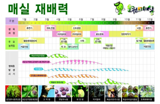 순천시 매실 재배력