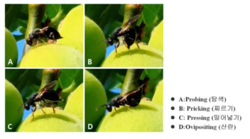 복숭아씨살이좀벌 산란행동